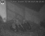 Capi_Dubne_20250802_002503.jpg