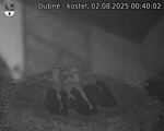 Capi_Dubne_20250802_004002.jpg