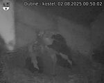 Capi_Dubne_20250802_005002.jpg