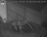 Capi_Dubne_20250802_005503.jpg