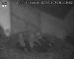 Capi_Dubne_20250802_011002.jpg