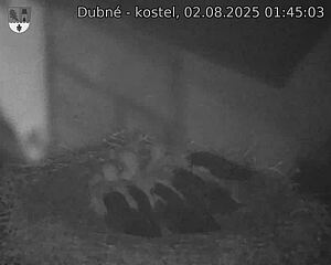 Capi_Dubne_20250802_014503.jpg (1350 x 1080)