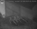 Capi_Dubne_20250802_015503.jpg