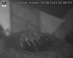Capi_Dubne_20250802_020003.jpg