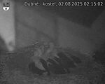 Capi_Dubne_20250802_021502.jpg