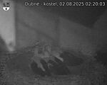 Capi_Dubne_20250802_022003.jpg