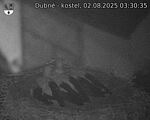 Capi_Dubne_20250802_033035.jpg