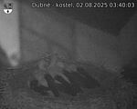 Capi_Dubne_20250802_034003.jpg