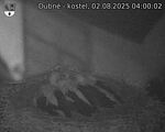 Capi_Dubne_20250802_040002.jpg