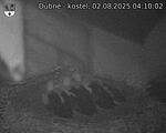 Capi_Dubne_20250802_041002.jpg