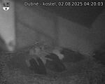 Capi_Dubne_20250802_042003.jpg