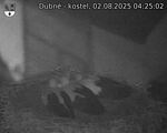 Capi_Dubne_20250802_042502.jpg
