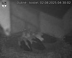 Capi_Dubne_20250802_043002.jpg
