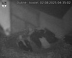 Capi_Dubne_20250802_043503.jpg