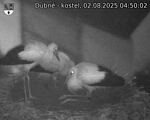 Capi_Dubne_20250802_045002.jpg