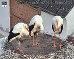 Capi_Dubne_20250802_053503.jpg