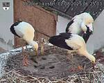 Capi_Dubne_20250802_062503.jpg
