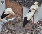 Capi_Dubne_20250802_064002.jpg