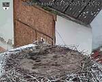 Capi_Dubne_20250802_082502.jpg