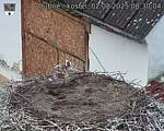 Capi_Dubne_20250802_083004.jpg