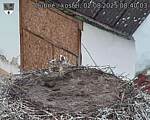 Capi_Dubne_20250802_084003.jpg