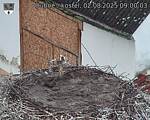 Capi_Dubne_20250802_090003.jpg
