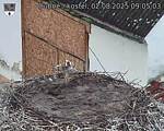 Capi_Dubne_20250802_090503.jpg