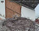 Capi_Dubne_20250802_092003.jpg