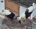 Capi_Dubne_20250802_100504.jpg