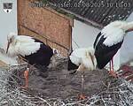 Capi_Dubne_20250802_101003.jpg