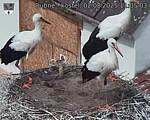 Capi_Dubne_20250802_110503.jpg