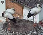 Capi_Dubne_20250802_112503.jpg