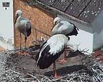 Capi_Dubne_20250802_114003.jpg