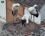 Capi_Dubne_20250802_122002.jpg