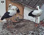 Capi_Dubne_20250802_123003.jpg