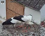 Capi_Dubne_20250802_124504.jpg
