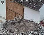 Capi_Dubne_20250802_125503.jpg