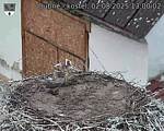 Capi_Dubne_20250802_130002.jpg