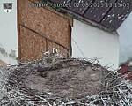 Capi_Dubne_20250802_131503.jpg