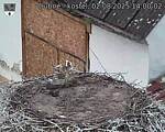 Capi_Dubne_20250802_140002.jpg