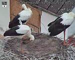 Capi_Dubne_20250802_144002.jpg