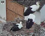 Capi_Dubne_20250802_145503.jpg