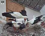 Capi_Dubne_20250802_151503.jpg