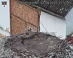 Capi_Dubne_20250802_155503.jpg