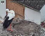 Capi_Dubne_20250802_165004.jpg