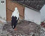 Capi_Dubne_20250802_170002.jpg