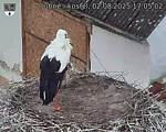 Capi_Dubne_20250802_170502.jpg