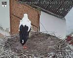 Capi_Dubne_20250802_171003.jpg