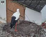Capi_Dubne_20250802_174003.jpg