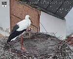 Capi_Dubne_20250802_181502.jpg